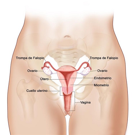 Está formado por un conjunto de órganos que intervienen en la función sexual y reproductiva. Produce las hormonas responsables de los caracteres sexuales secundarios y de la producción de óvulos, que son las células sexuales femeninas. 